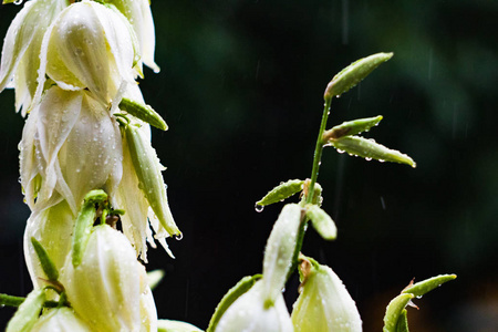 雨中的黄色花朵图片