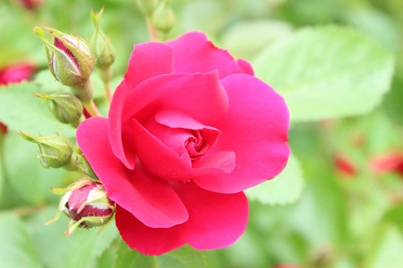 菊花红茶 菊花红茶素材图片 菊花红茶图片素材下载 摄图新视界