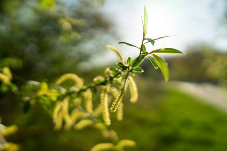 沙柳柳树上雄性开花柔的细节沙柳照片