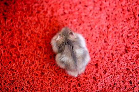 可爱的冬天白矮人仓鼠站在红地毯上照片