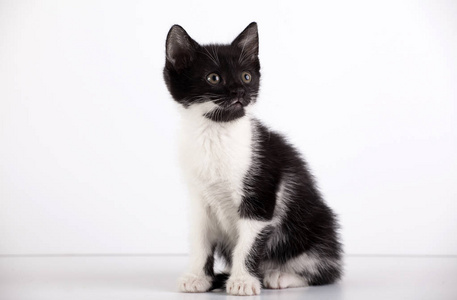 白色背景下可爱的黑白小猫图片