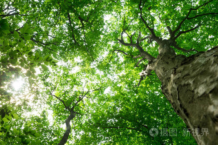 森林树木。 大自然绿色木材阳光背景