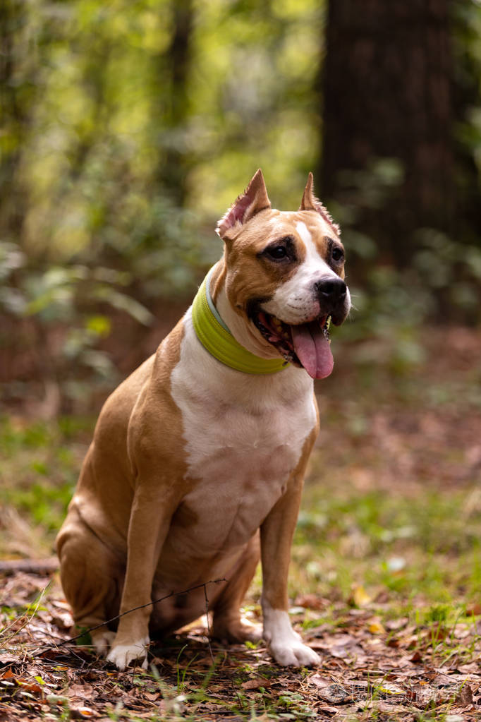 美国红白相间的斯塔福德郡猎犬在夏天在户外散步