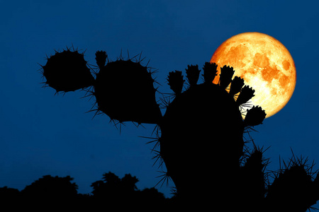 美国宇航局剪影超血月背剪影仙人掌分支在沙漠元素这张图片由美国宇航