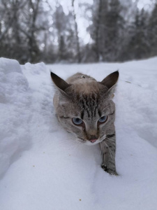 冬天猫在森林里散步图片