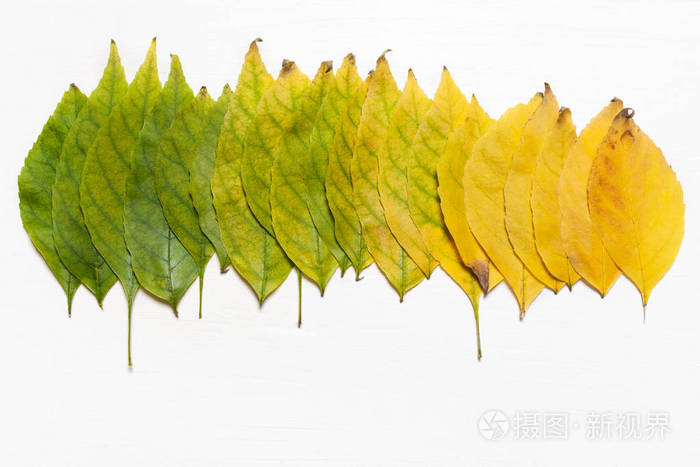 黄色和绿色的叶子排成一排平视秋季概念