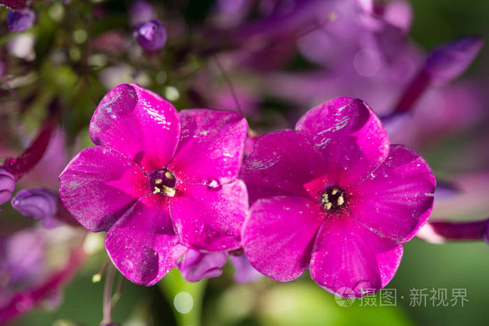 2朵粉红色的花夹竹桃在雨后滴水.静物.春季背景.extream 特写镜头