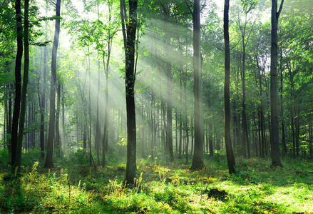 阳光洒进屋子里图片-阳光洒进屋子里素材-阳光洒进屋子里插画-摄图新