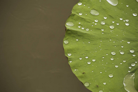 荷花滴水图片