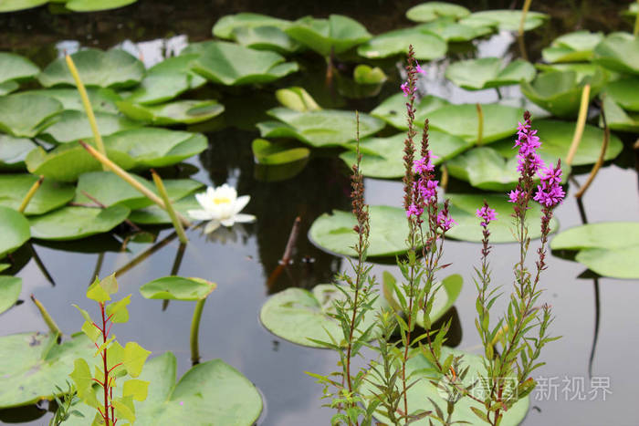 阳光明媚的夏日美丽的莲花生长在池塘里天然花卉背景