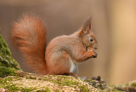 近距离观看可爱的小红松鼠照片