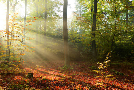 雾蒙蒙的森林里美丽的朝阳图片