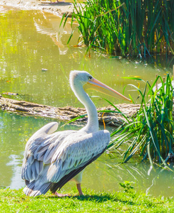一只白色鸟近在水景中图片