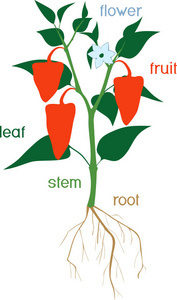 辣椒花的结构图图片
