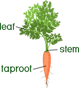 鲜胡萝卜茎图片