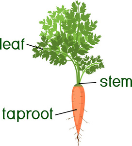 胡萝卜根的结构示意图图片