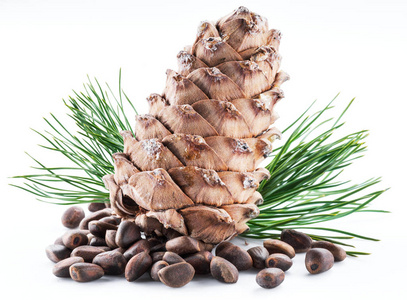 松果和松子图片