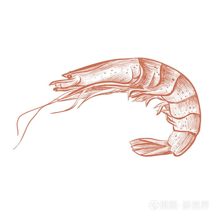 虾手画矢量图.虾煮红