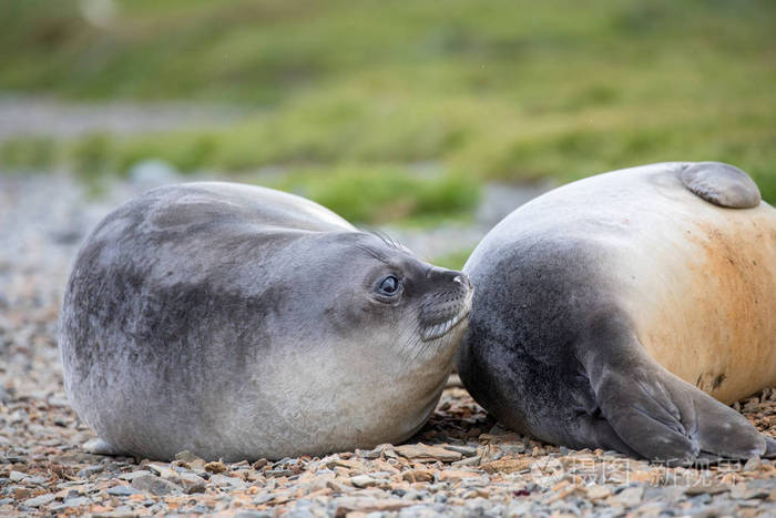 海豹和海狮坐在南极海边的一块阳光下的岩石上
