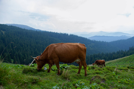 牛在自由的山上草地上吃草照片