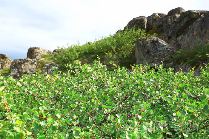令人惊叹的夏季苔原景观,绿色苔藓,生态系统