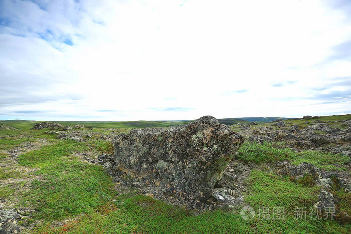 令人惊叹的夏季苔原景观绿色苔藓生态系统