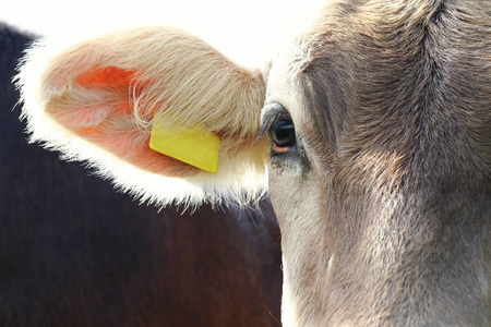 一头棕色小牛的眼睛和耳朵照片