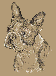波士顿梗犬素描波士顿猎犬矢量手绘黑白插图隔离米色背景照片