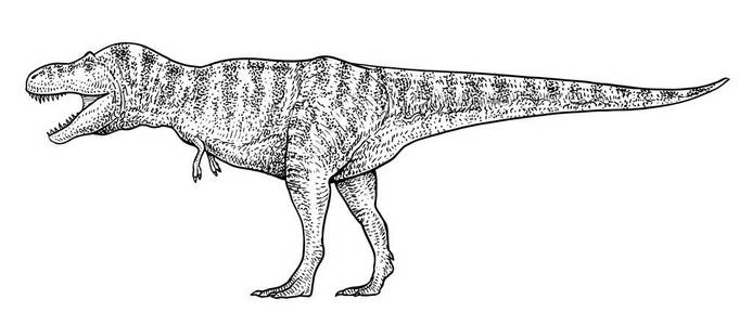 墨线暴龙插图绘画雕刻墨线艺术矢量照片