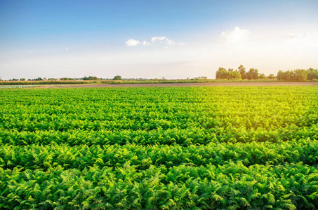 胡萝卜种植图片