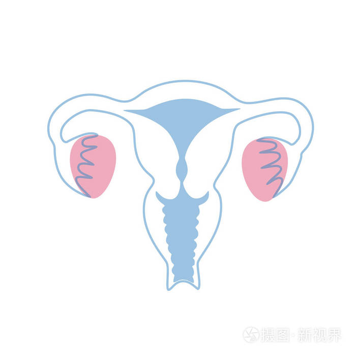 子宫向量分离图示