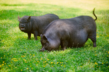 猪吃草越南人用鲜绿的草地在草坪上吃着大肚猪照片