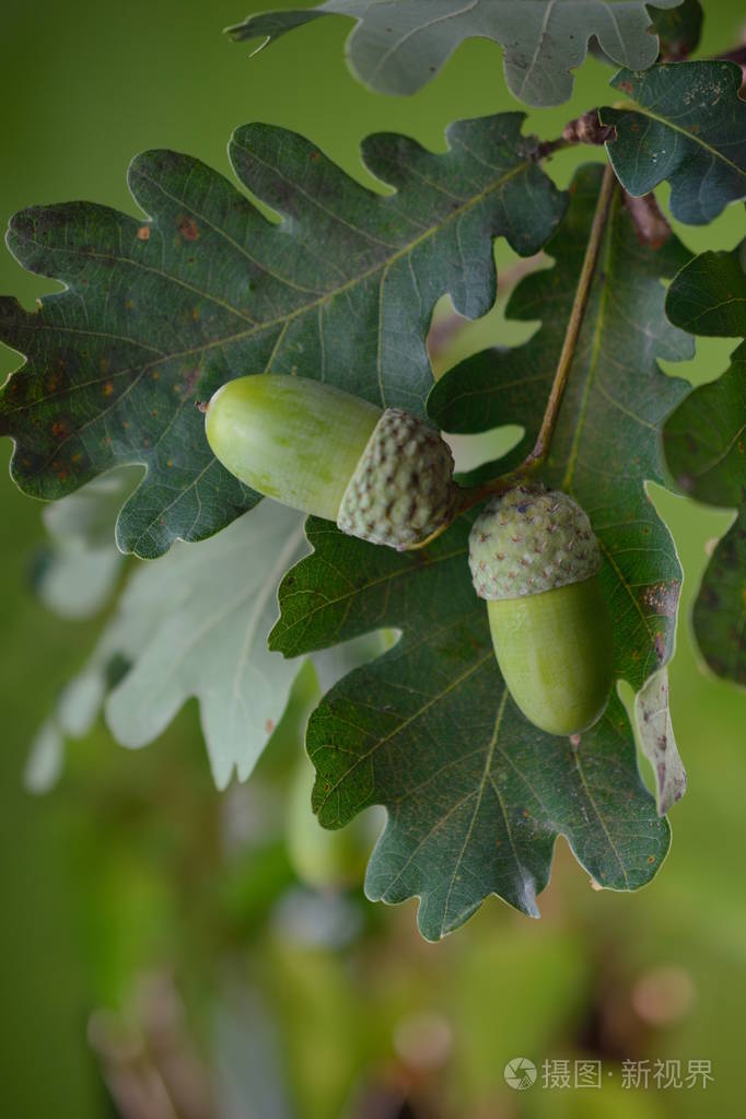 绿橡子树枝上有橡树叶紧靠在橡树上模糊的其他叶子前面