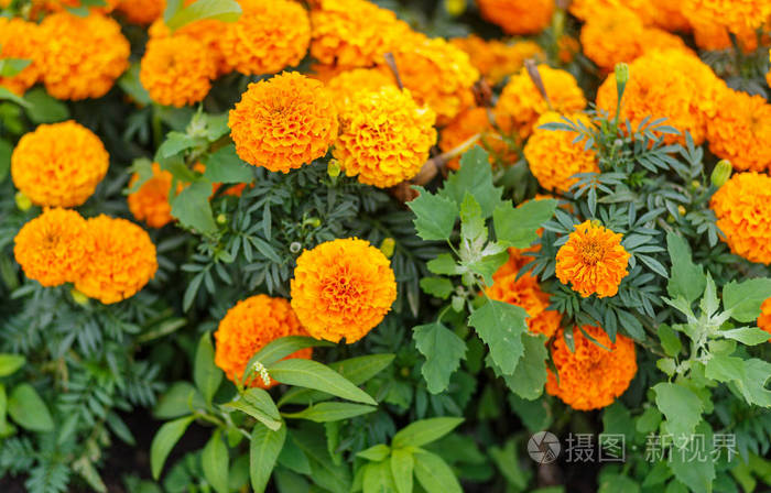 明亮的橙色万寿菊斑纹花