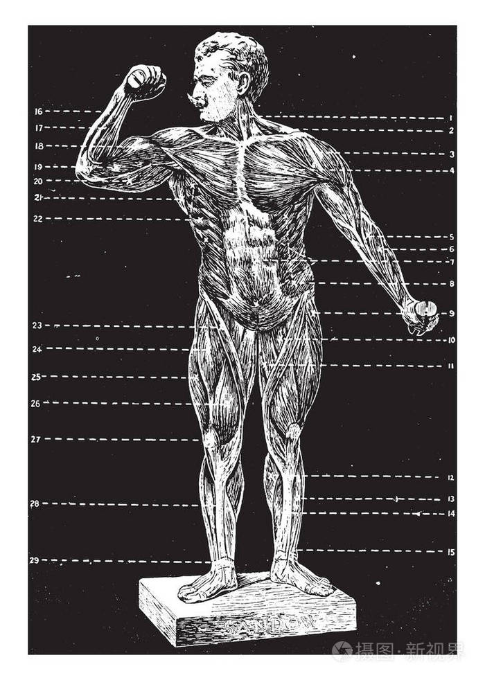 人体正面视图复古线绘图或雕刻插图的一般视图