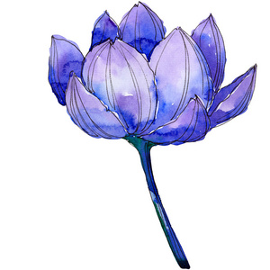 野花水彩蓝莲花.花卉植物花.孤立的插图元素照片