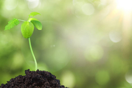 土壤中新苗图片