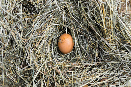 鸡窝图片-鸡窝素材-鸡窝插画-摄图新视界