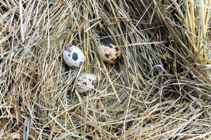 干草上有三个鹌鹑蛋鹌鹑窝