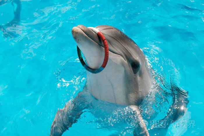 快乐的微笑宽吻海豚在蓝色的水中玩五颜六色的戒指. 海豚辅助治疗