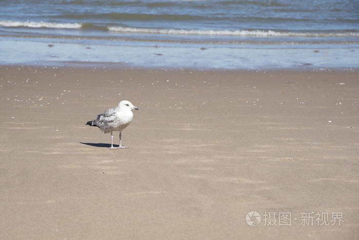 孤独的海鸥站在粗糙的沙滩上