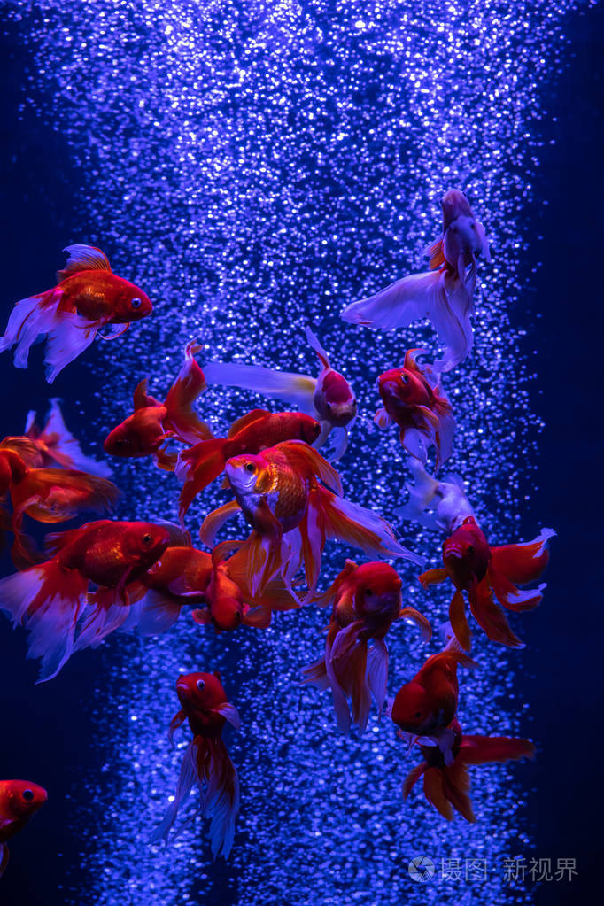 群红金鱼在气泡蓝色背景下