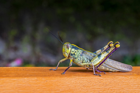 木栏杆上的大青蝗虫.蚱蜢宏照片侧面视图照片