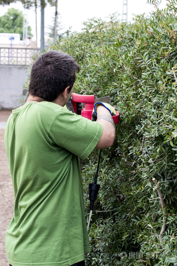 园艺工人在户外砍伐绿灌木植物的后景