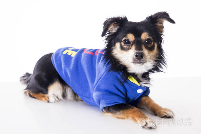 小吉娃娃狗穿着蓝色夹克躺在白色的表面上