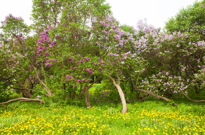 在阳光明媚的春天以绿叶为背景在花园里看到明亮的丁香花这是令人惊叹