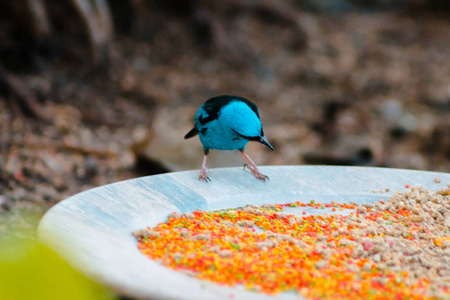 燕子在喂食站吃种子图片