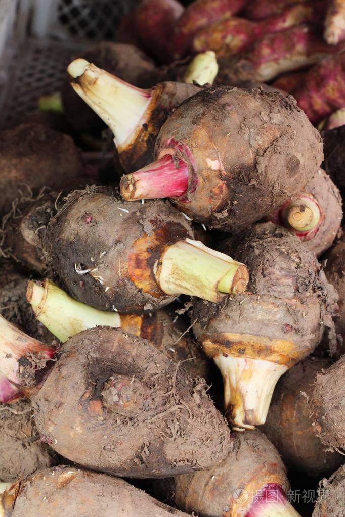 新鲜芋头根供市场烹煮