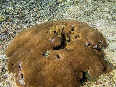 珊瑚海巴厘岛印度尼西亚图片