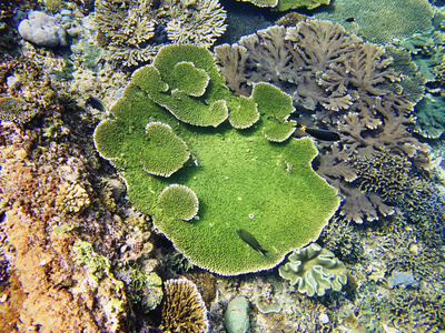 珊瑚海巴厘岛印度尼西亚图片